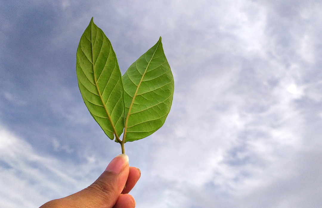 leaf in hand